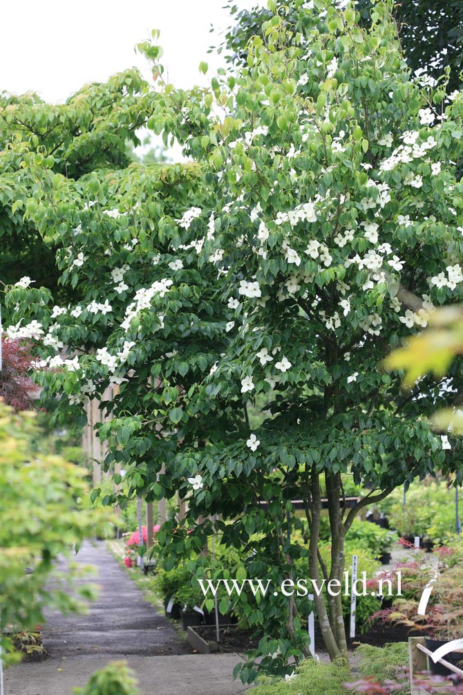 Cornus kousa 'China Girl'