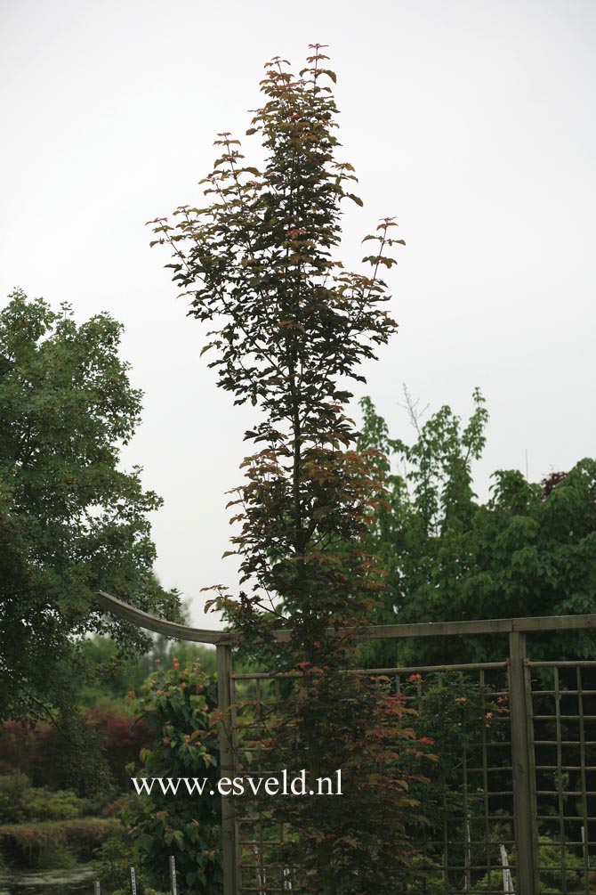 Acer griseum x pseudoplatanus