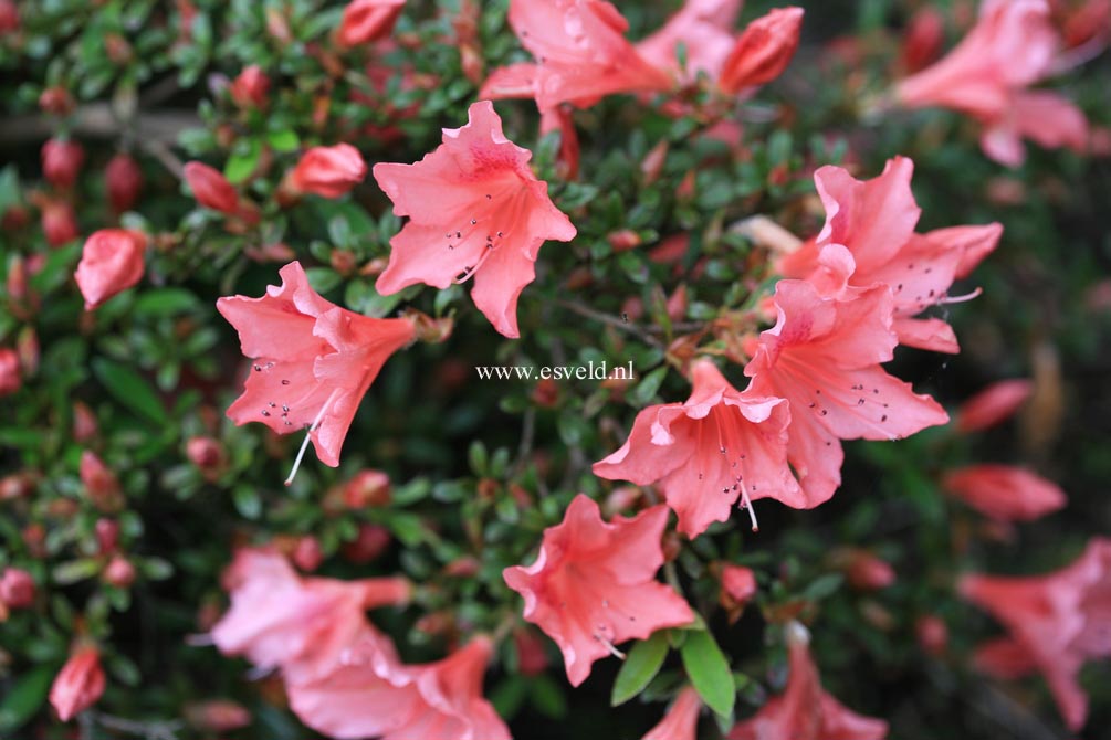 Rhododendron 'Late Love'