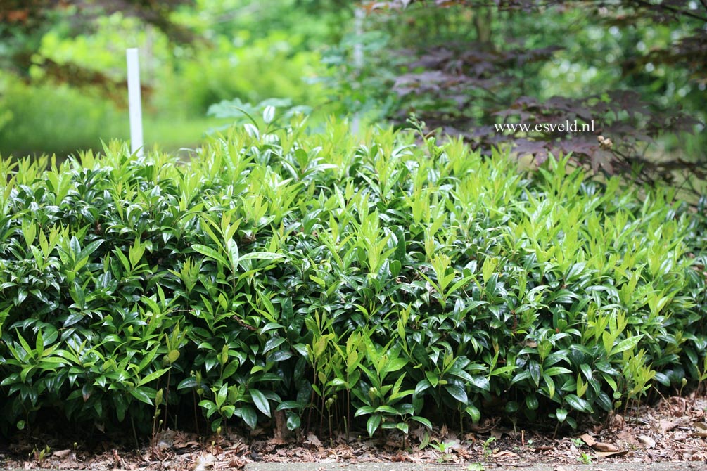 Sarcococca hookeriana humilis