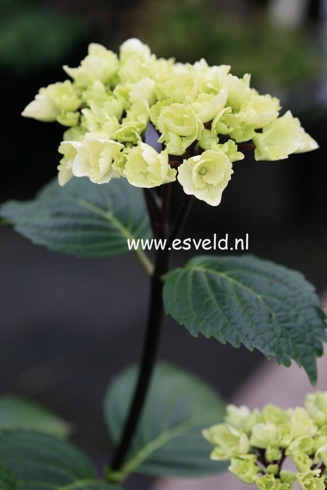 Hydrangea macrophylla 'Zebra' (BLACK STEEL)