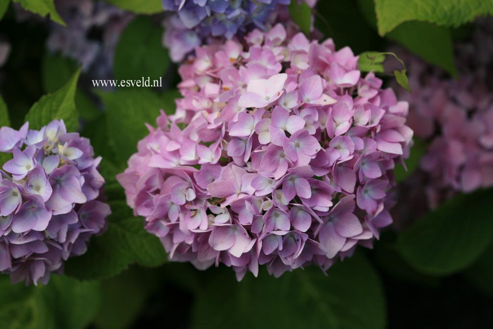 Hydrangea macrophylla 'Shin ozaki'