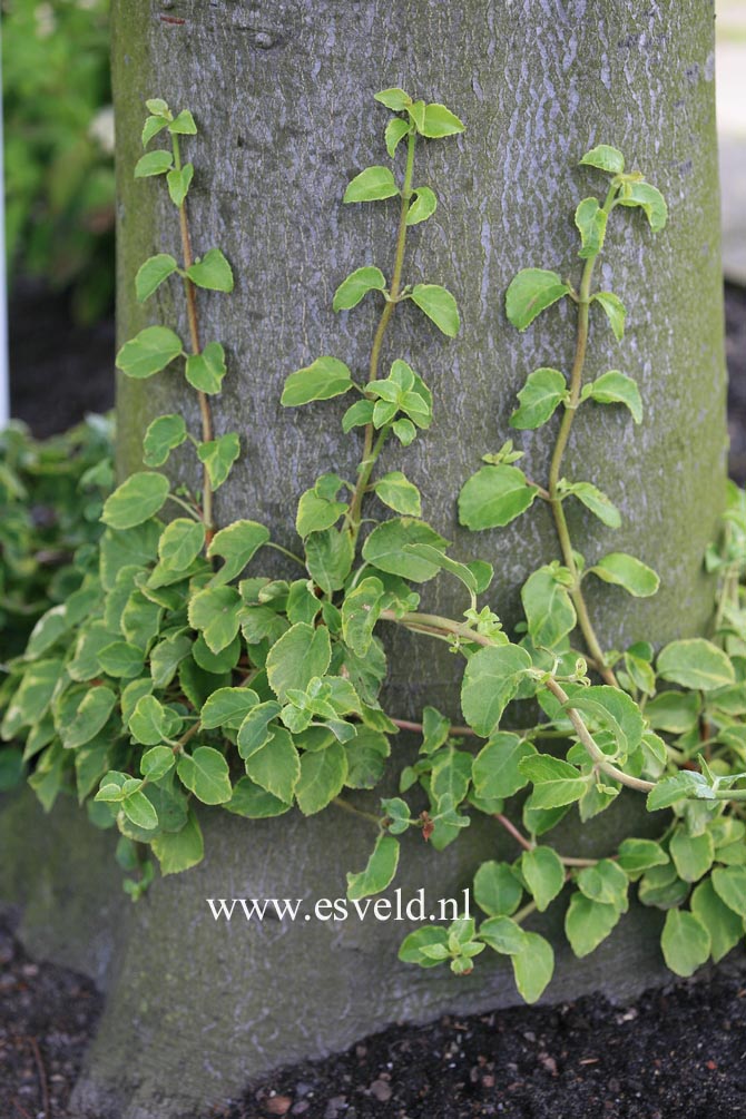 Hydrangea anomala 'Mirranda'