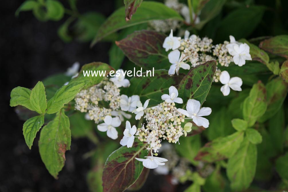 Hydrangea serrata 'Fuji no shirayuki'