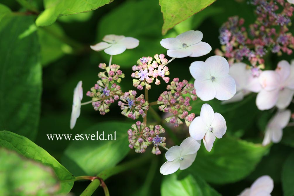 Hydrangea serrata 'Forget Me Not'