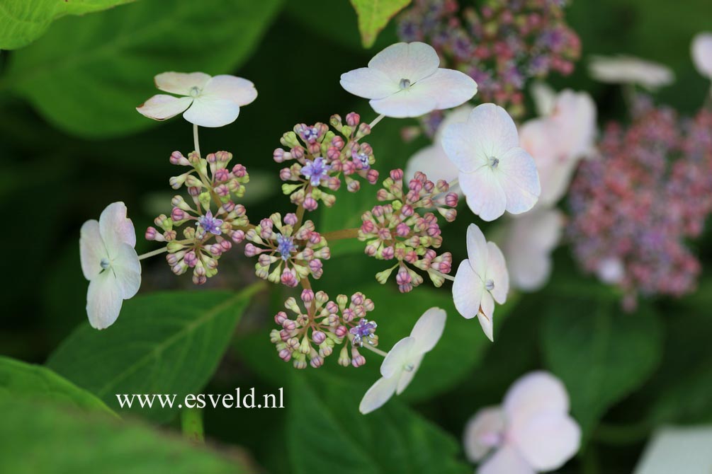 Hydrangea serrata 'Forget Me Not'