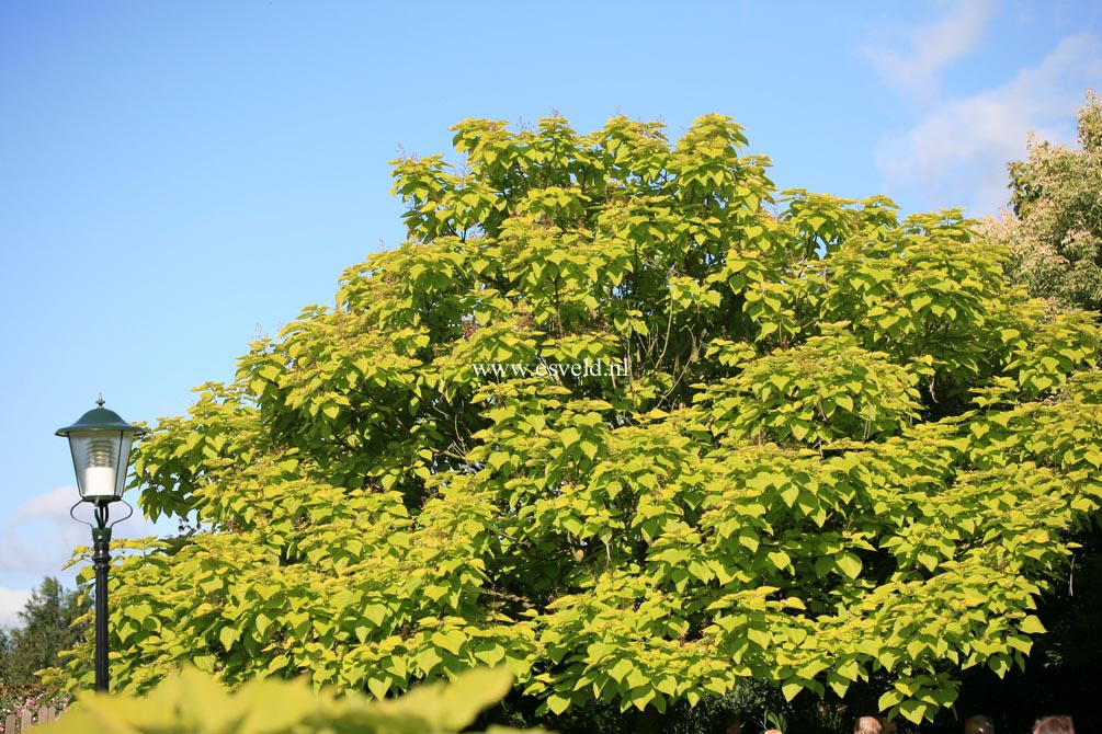 Catalpa Aurea