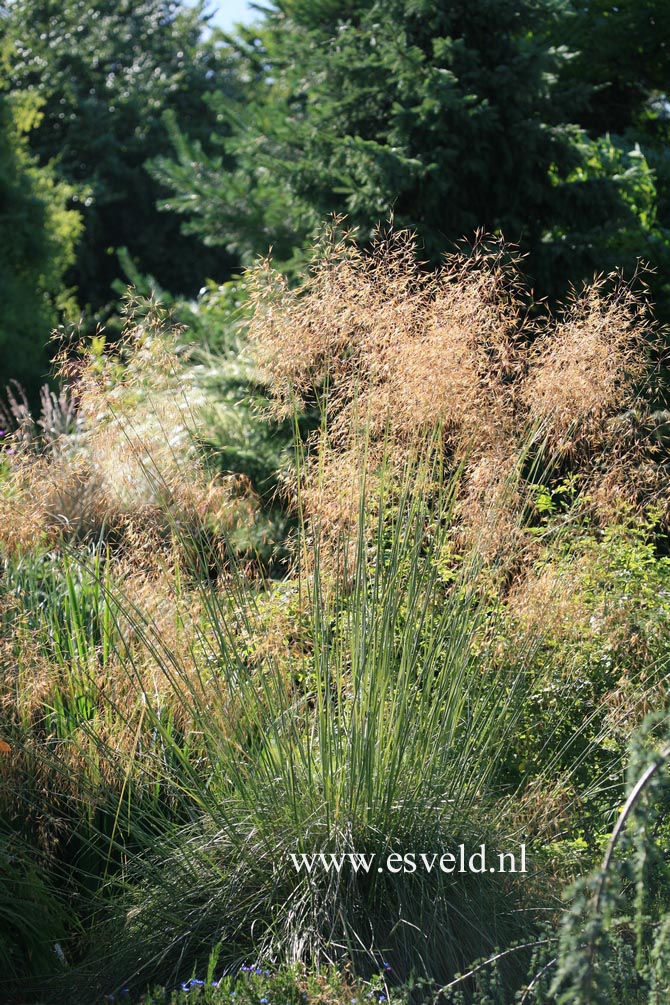 Stipa gigantea