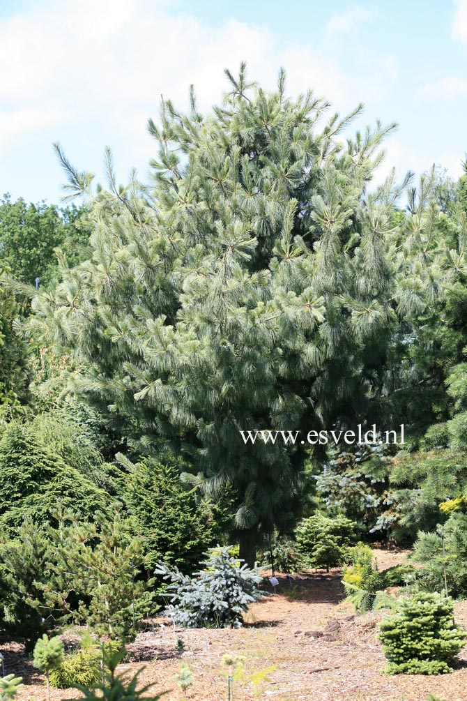 Pinus wallichiana 'Zebrina'
