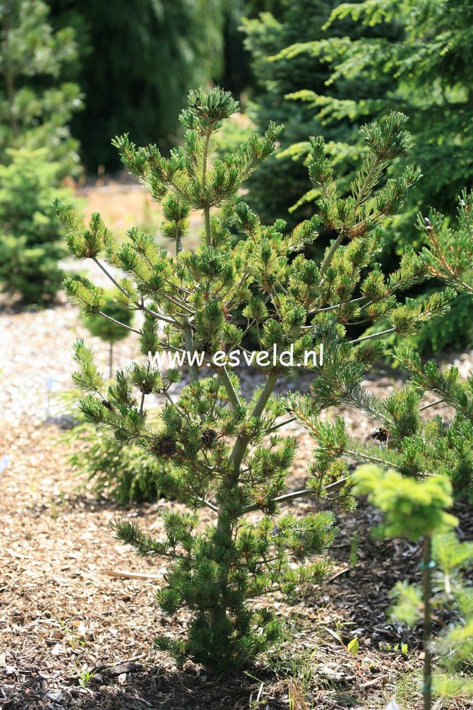 Pinus parviflora 'Meiko'