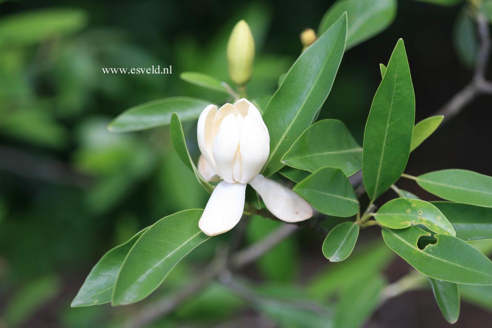 Magnolia virginiana