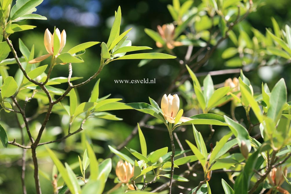 Magnolia virginiana