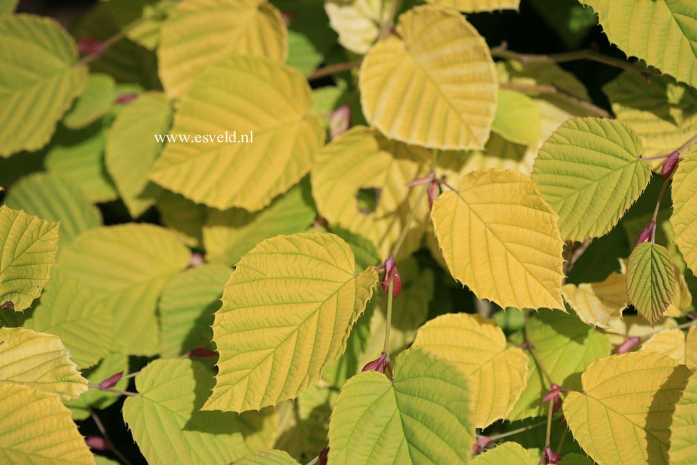 Corylopsis spicata 'Golden Spring'