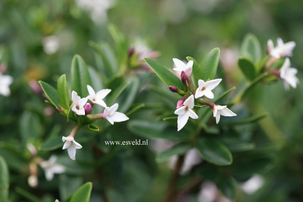 Daphne tangutica