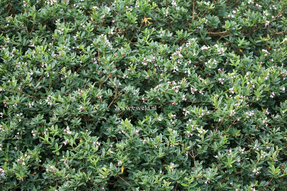 Daphne tangutica