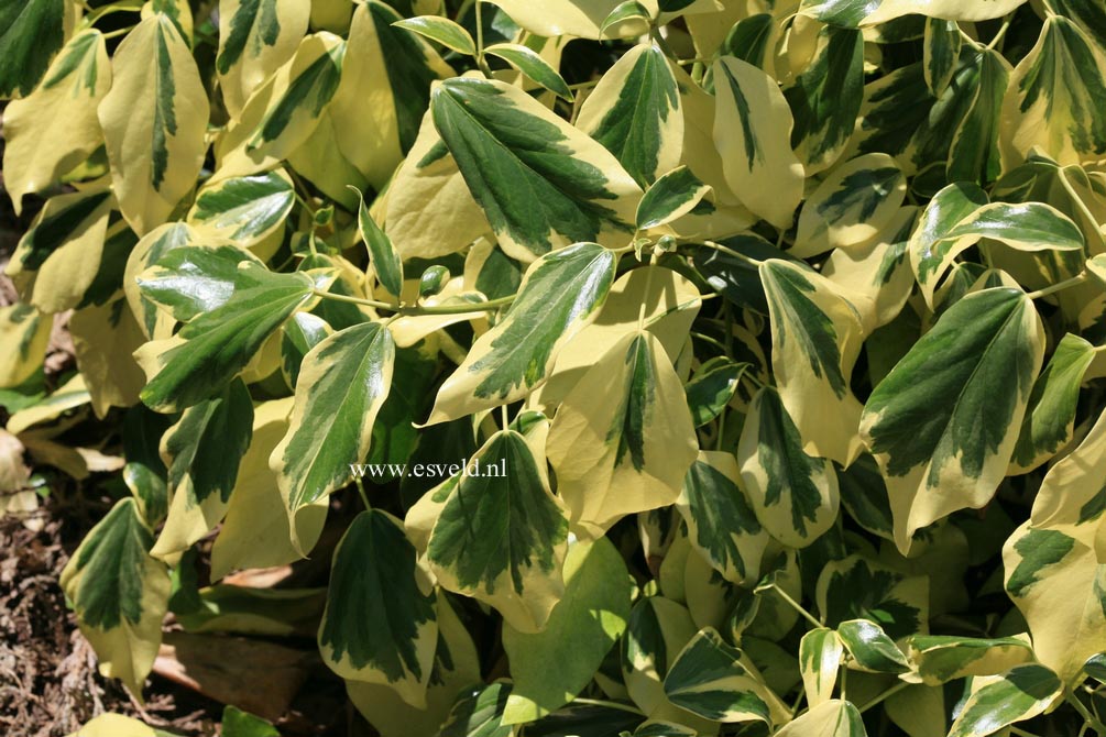 Hedera colchica 'Dentata Variegata'