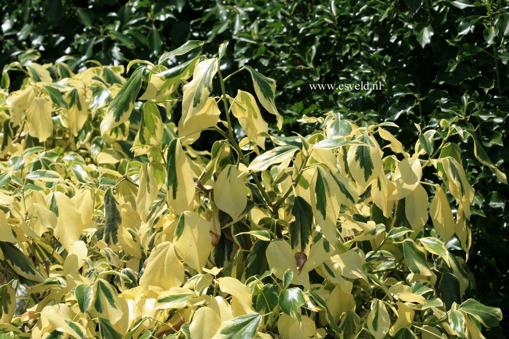 Hedera colchica 'Dentata Variegata'