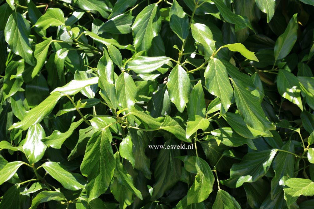 Hedera colchica 'Fall Favourite'