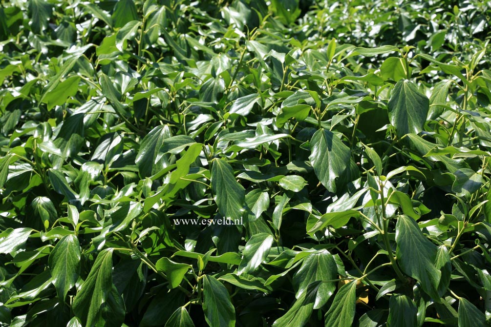 Hedera colchica 'Fall Favourite'