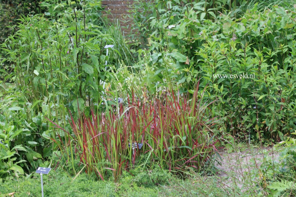 Imperata cylindrica 'Red Baron'