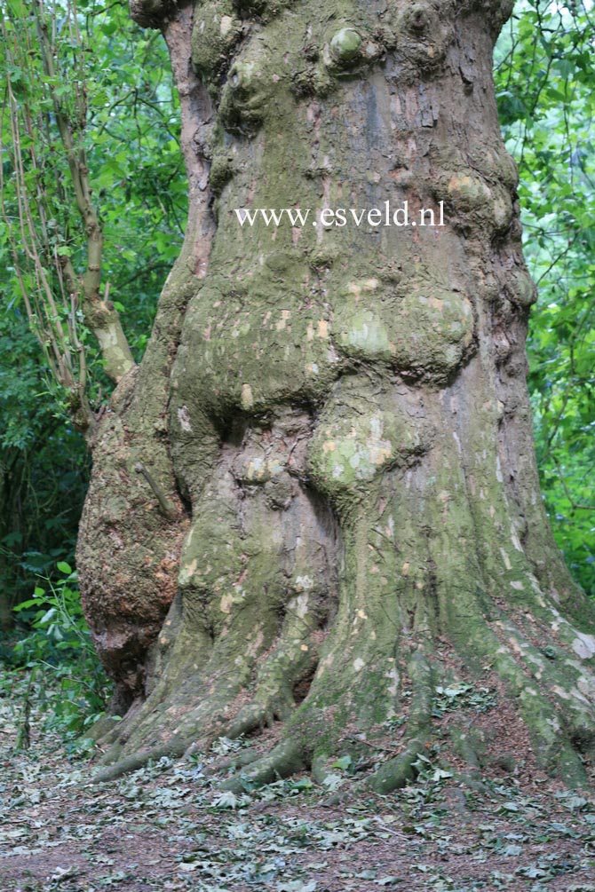 Platanus orientalis