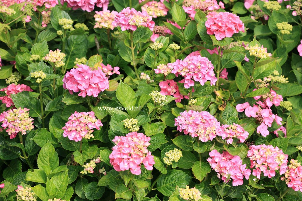 Hydrangea macrophylla 'Merveille'