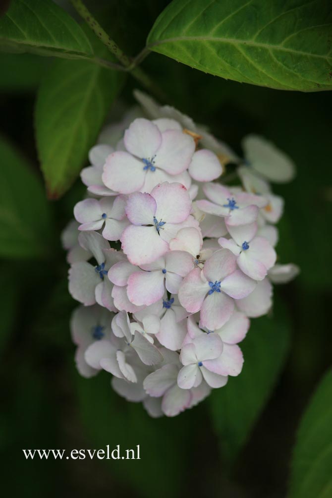 Hydrangea serrata 'Beni temari'