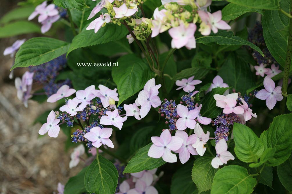 Hydrangea macrophylla 'Dr. Jean Varnier'