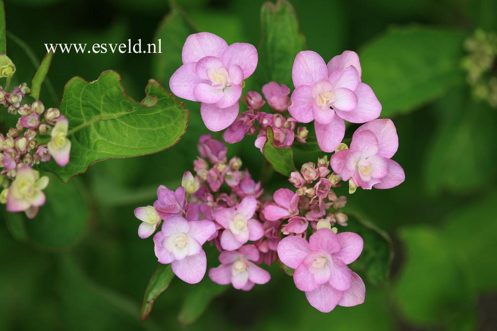 Hydrangea macrophylla 'Youmefour' (PASSION)