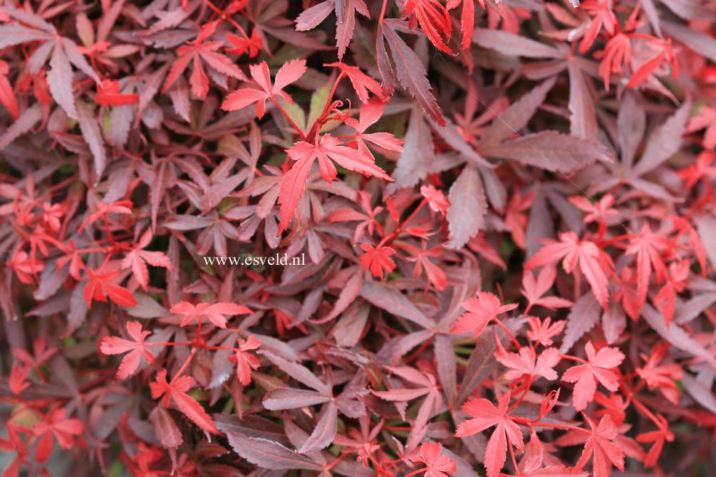 Acer palmatum 'Carlis Corner Broom'