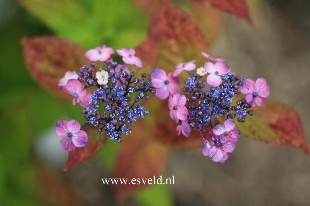 Hydrangea serrata 'Seikai'