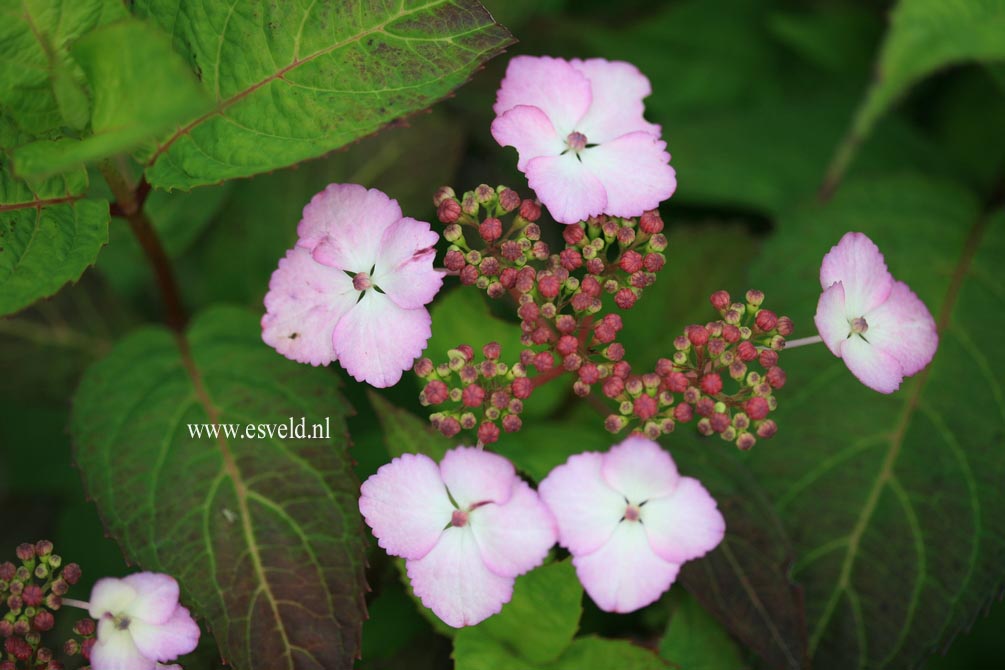 Hydrangea serrata 'Aka tsanayama'