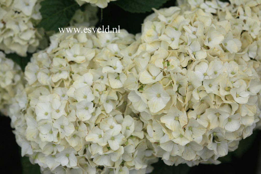 Hydrangea macrophylla 'Napo' (MAGICAL PEARL)