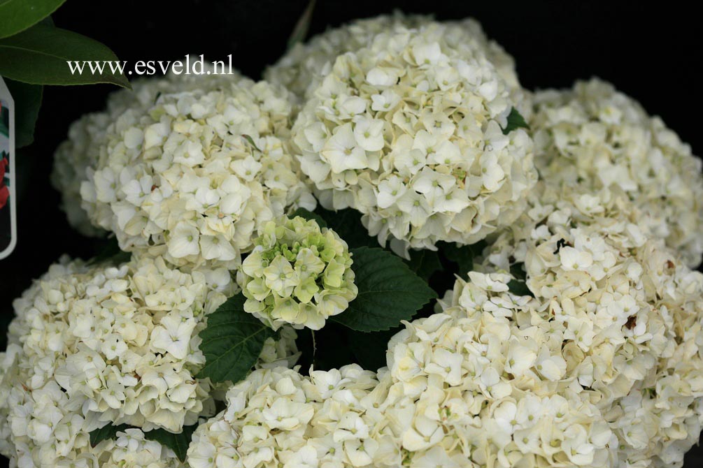 Hydrangea macrophylla 'Napo' (MAGICAL PEARL)