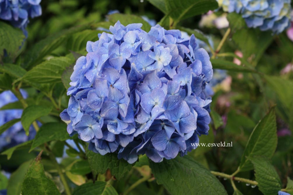 Hydrangea macrophylla 'Mme. Faustin Travouillon'