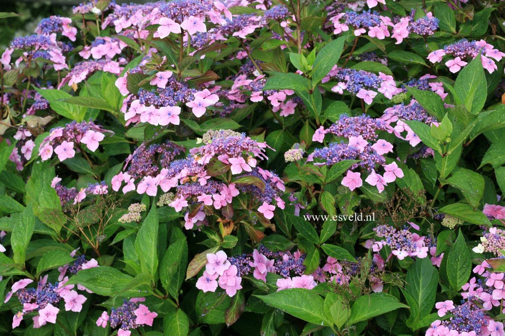 Hydrangea macrophylla 'Mariesii Lilacina'