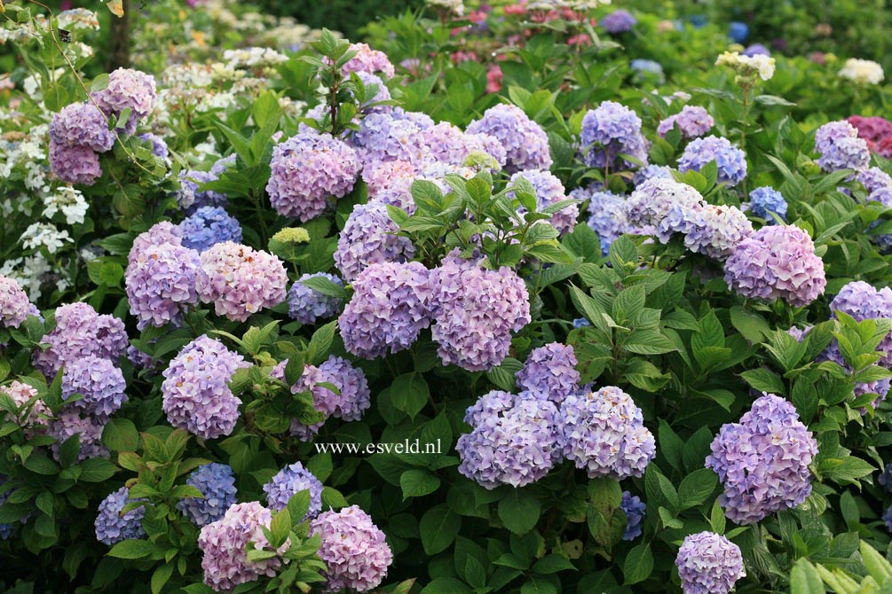 Hydrangea macrophylla 'Otaksa'