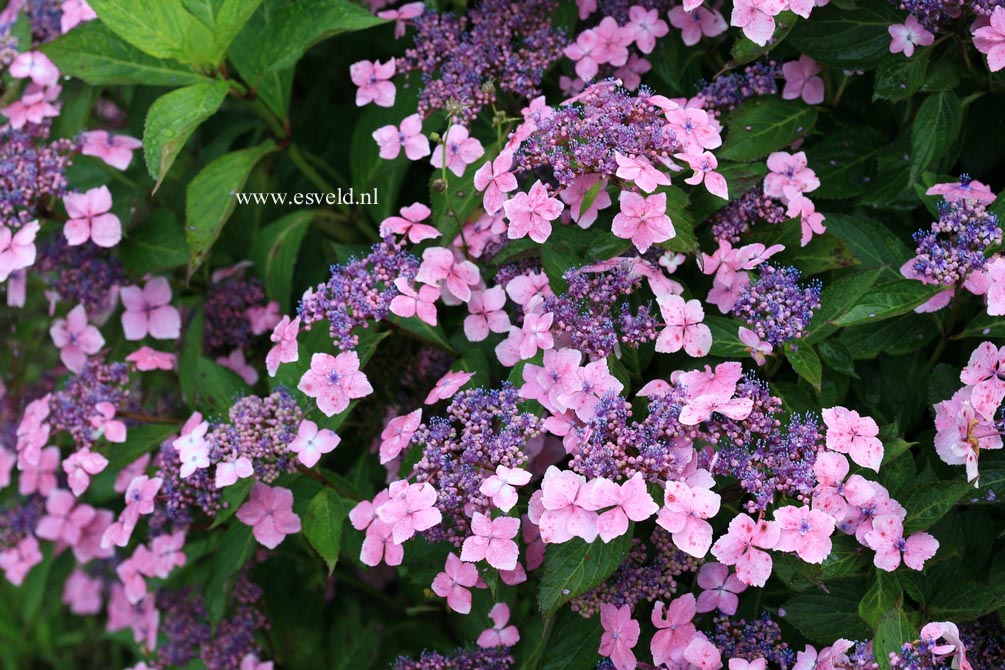 Hydrangea macrophylla 'Mariesii Lilacina'