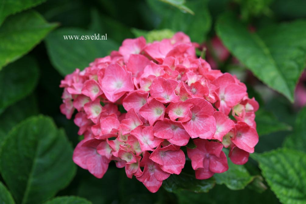 Hydrangea macrophylla 'Lemmenhof'