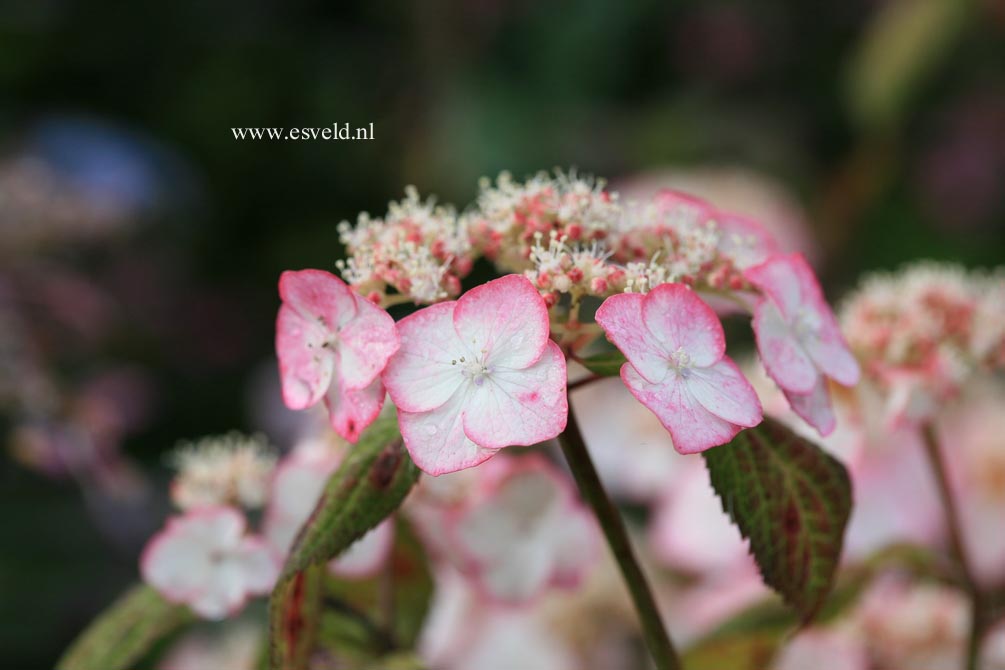 Hydrangea serrata 'Kiyosumi'