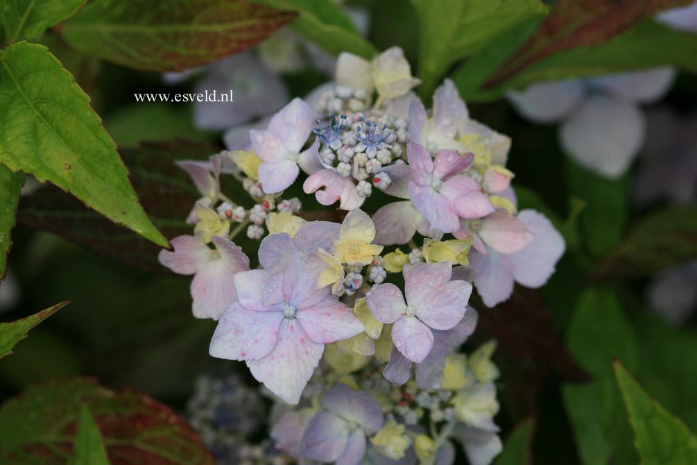 Hydrangea serrata 'Blue Deckle'