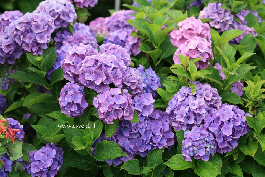 Hydrangea macrophylla 'Benelux'