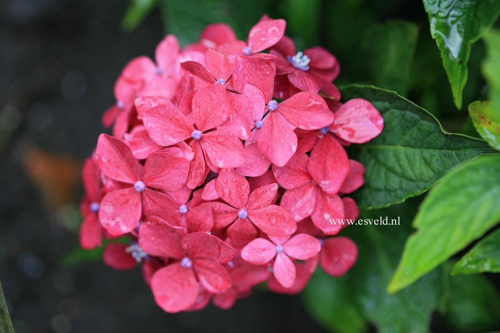 Hydrangea macrophylla 'Hoernli'