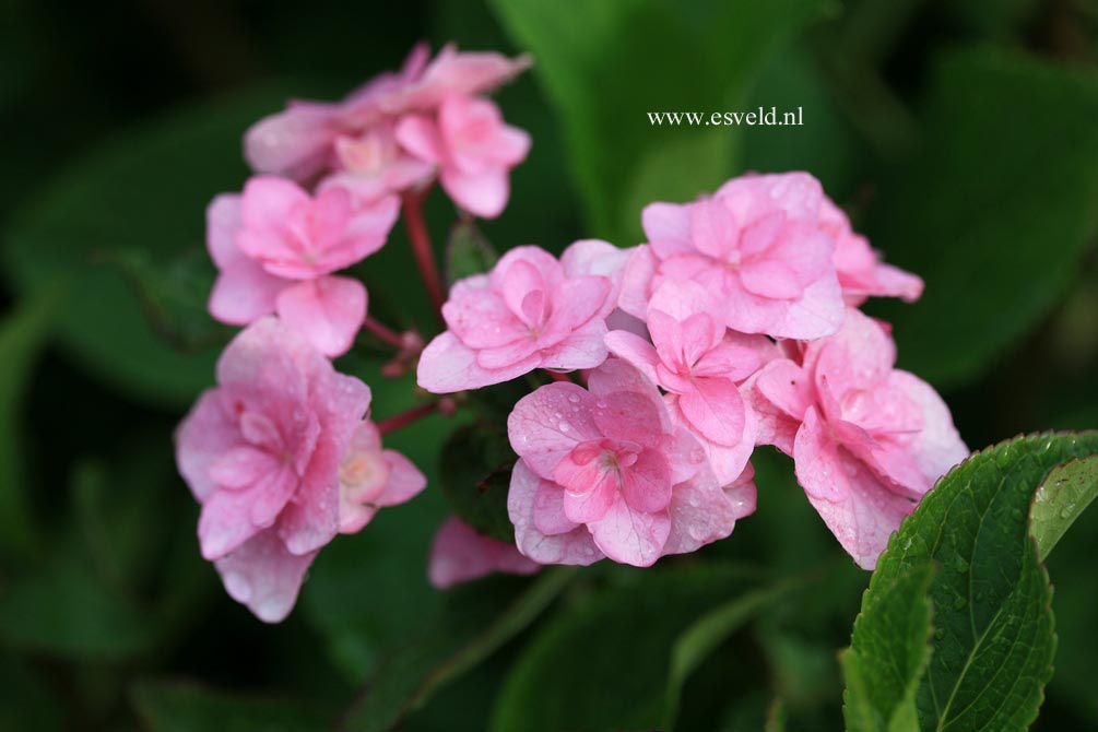 Hydrangea macrophylla 'Jogosaki'