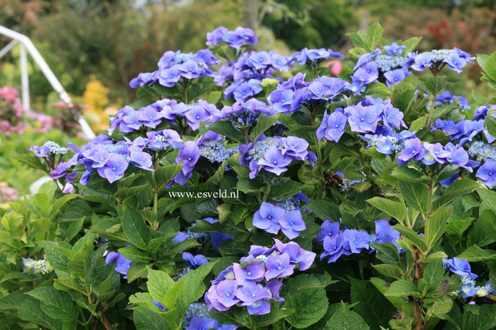 Hydrangea macrophylla 'Rotkehlchen'