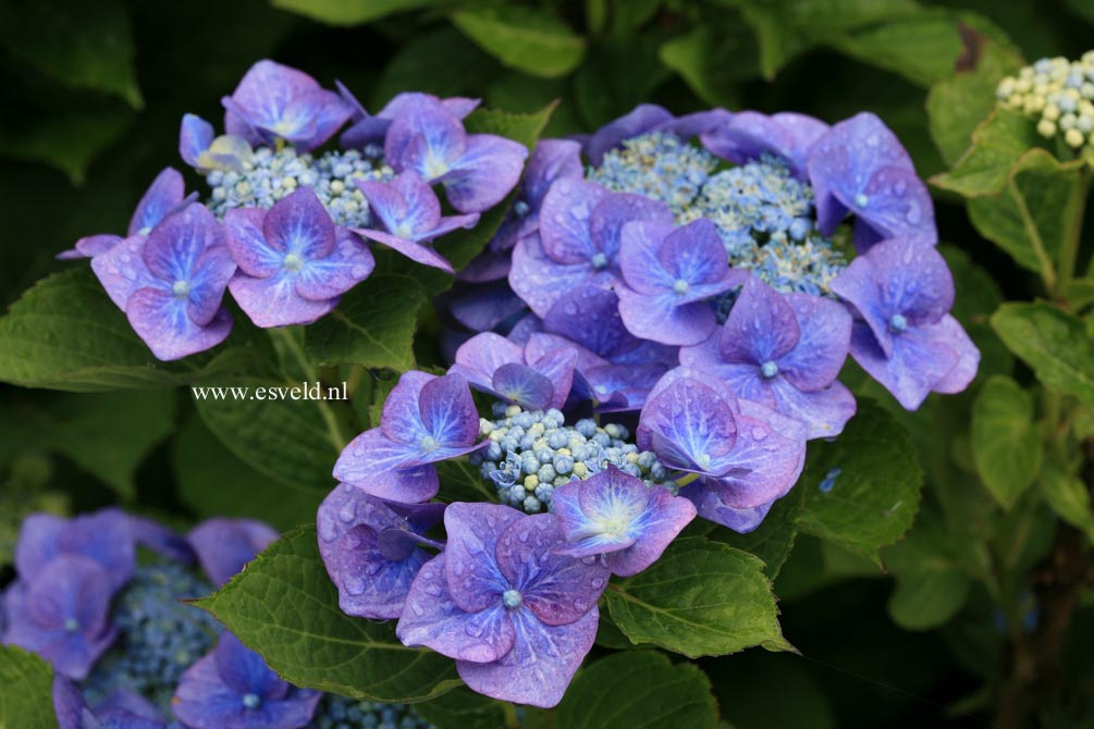 Hydrangea macrophylla 'Rotkehlchen'