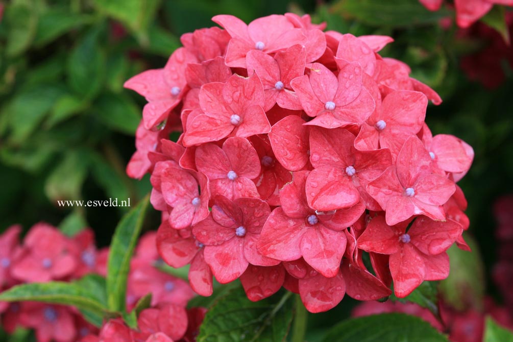 Hydrangea macrophylla 'Vorster Frührot'