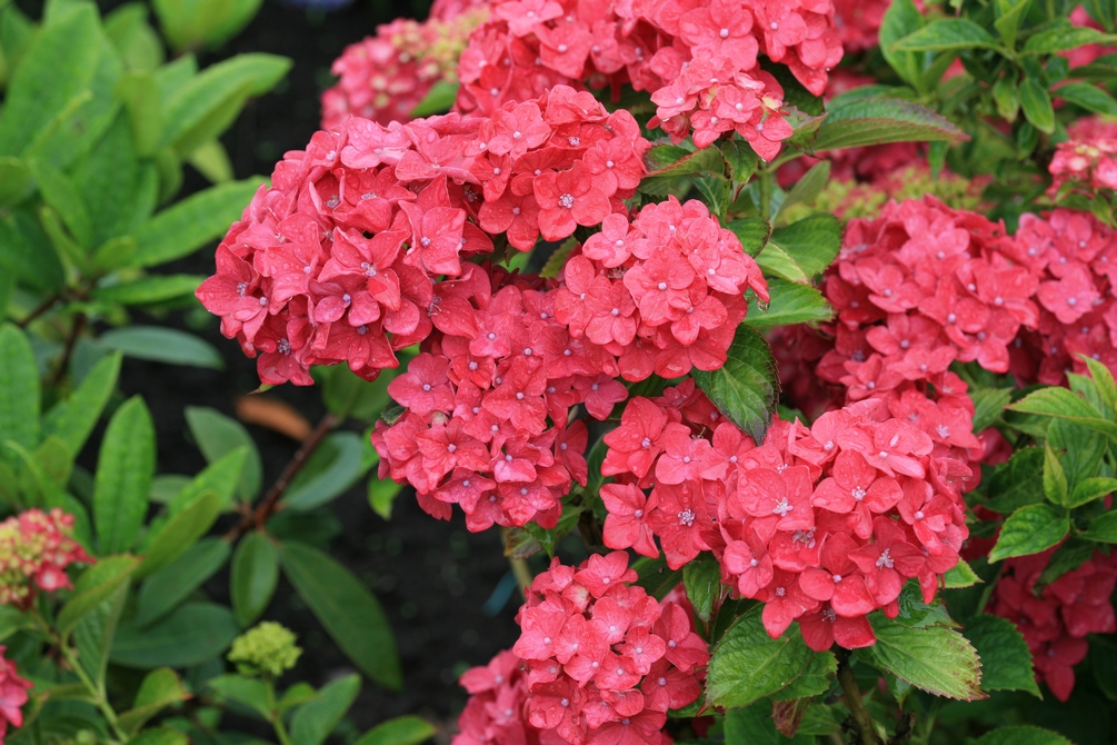 Hydrangea macrophylla 'Vorster Frührot'