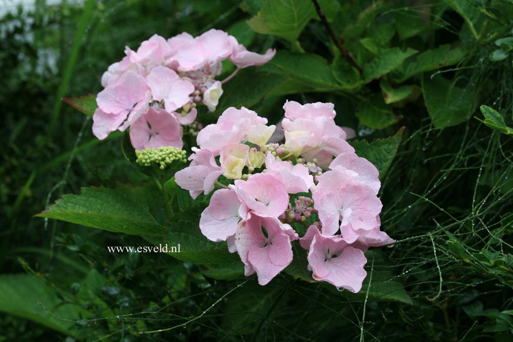 Hydrangea macrophylla 'Juno' (syn. 'Hidcote Pink')