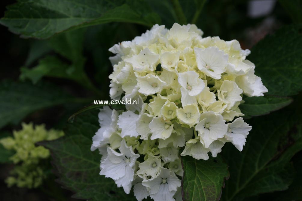 Hydrangea macrophylla 'Nymphe' ('Pax')